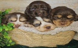 Cocker Spaniel dogs for sale: Exceptional Pedigree Kc Champion Show Cockers - Image 2