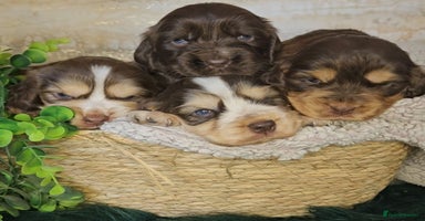 Cocker Spaniel dogs - Advert 14