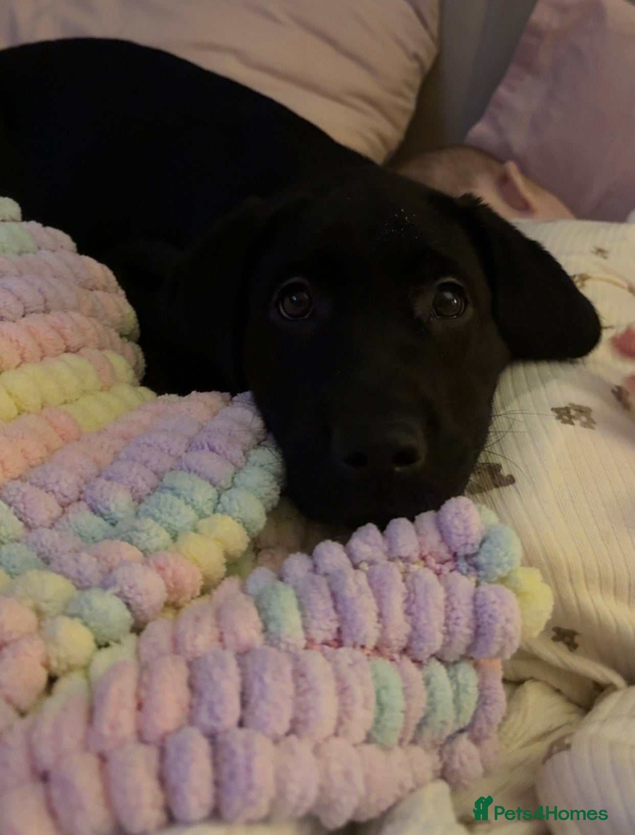 Labrador Retriever dogs REDUCED 1 KC registered Girl Labrador READY NOW  - Advert 1