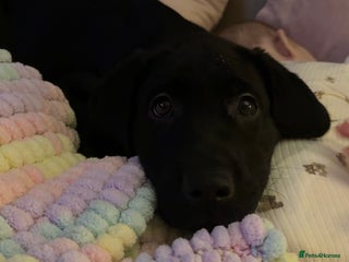 Labrador Retriever dogs REDUCED 1 KC registered Girl Labrador READY NOW - Advert 9