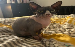 Sphynx cats for sale: Ripley & Nova sphynx sisters ready for a new home - Image 16
