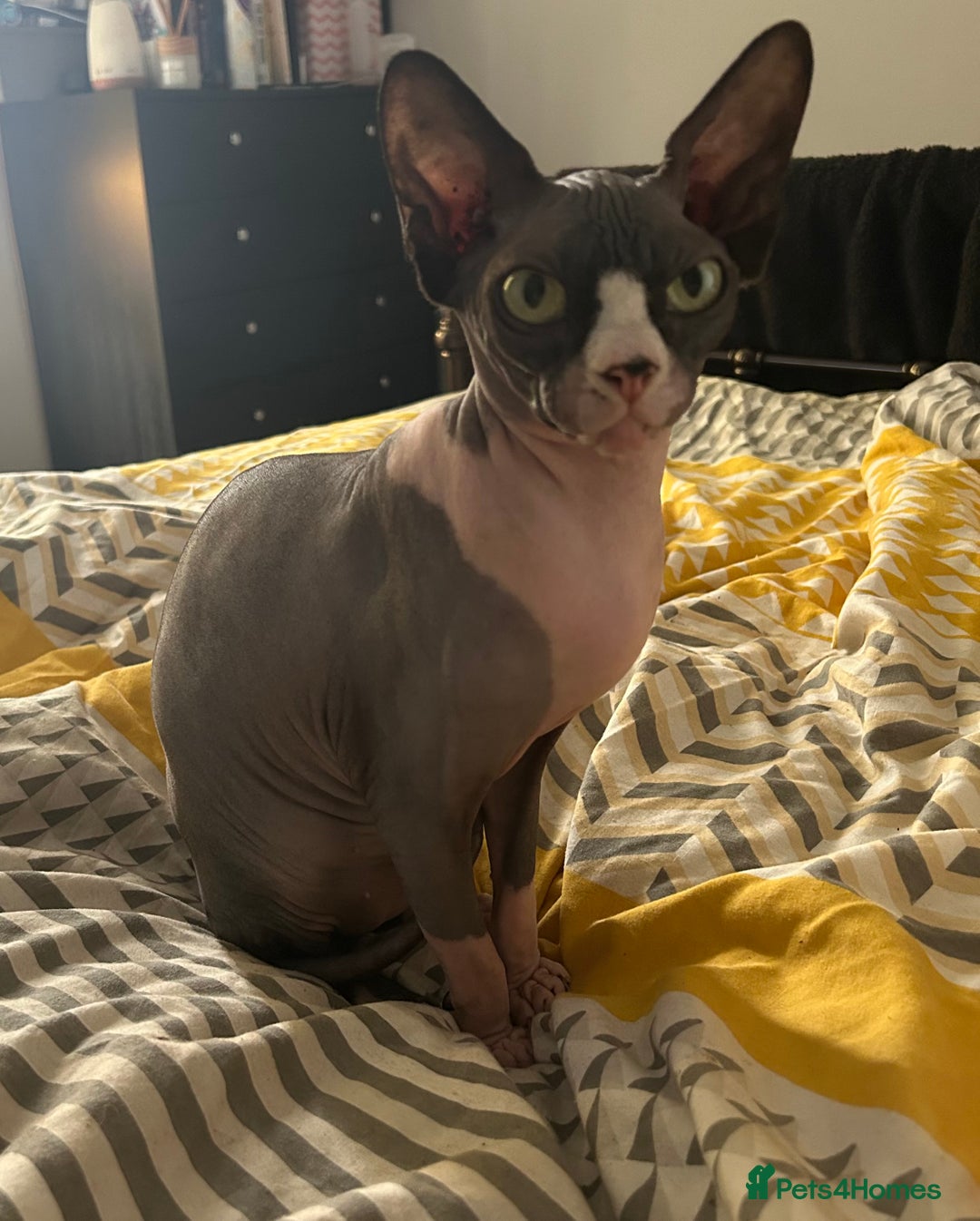 Sphynx cats for sale: Ripley & Nova sphynx sisters ready for a new home - Image 16