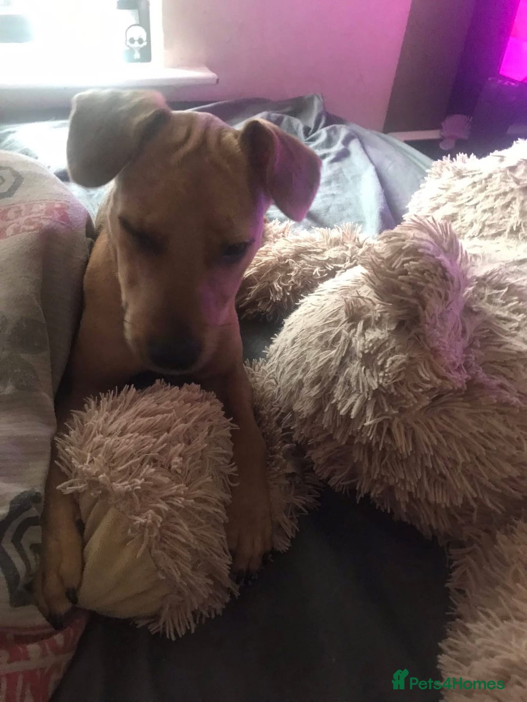 Mixed Breed dogs for sale: Alfie - Advert 20