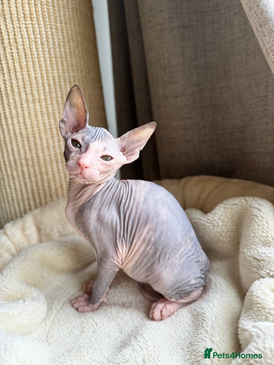 Sphynx cats for sale: Don Sphynx Kittens - Image 30