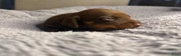 Miniature Dachshund dogs for sale: Miniature Dachshund KC Reg Puppies - Advert 11