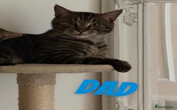 Russian Blue cats for sale: Kittens for sale  - Image 7