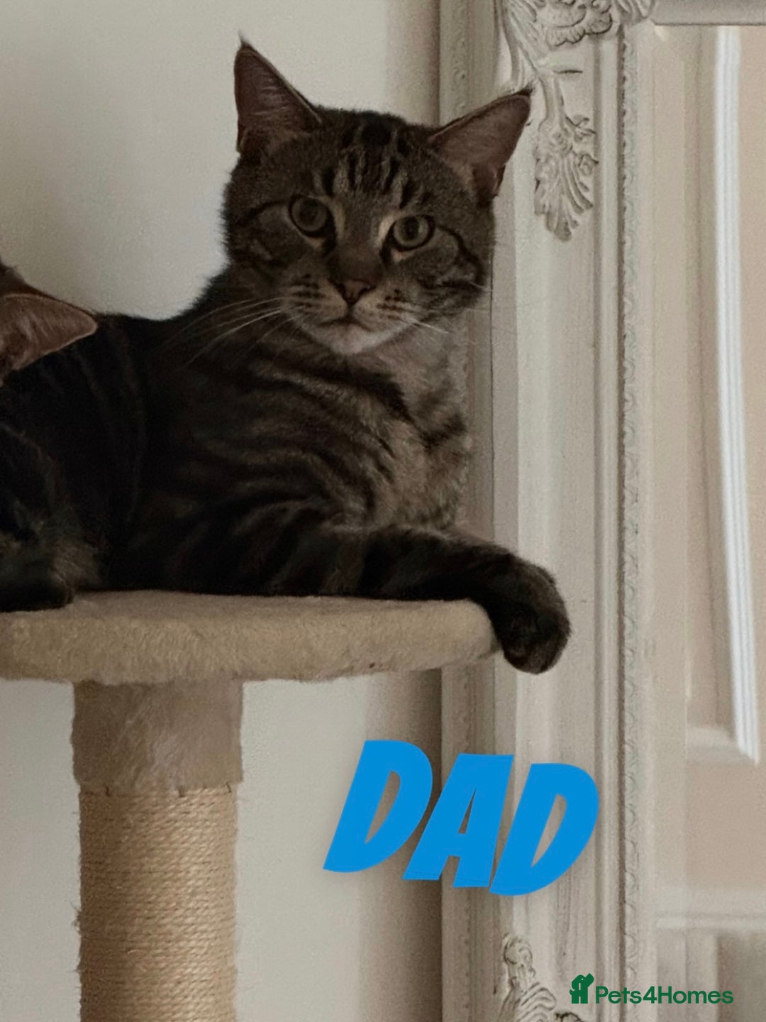 Russian Blue cats for sale: Kittens for sale  - Image 7