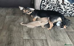 Chihuahua dogs for sale: 2 beautiful long haired Chihuahua Boys - Image 5