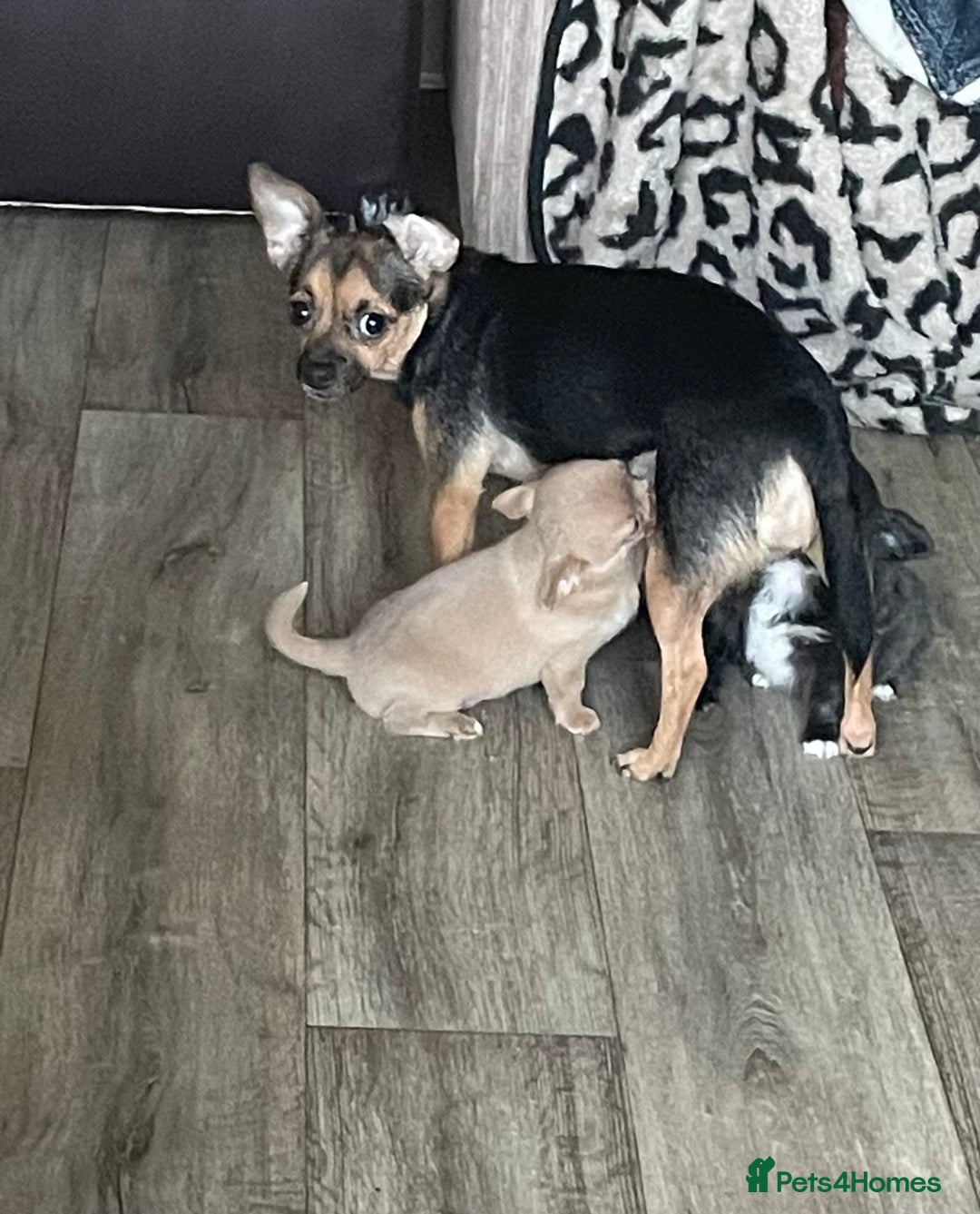Chihuahua dogs for sale: 2 beautiful long haired Chihuahua Boys - Image 5
