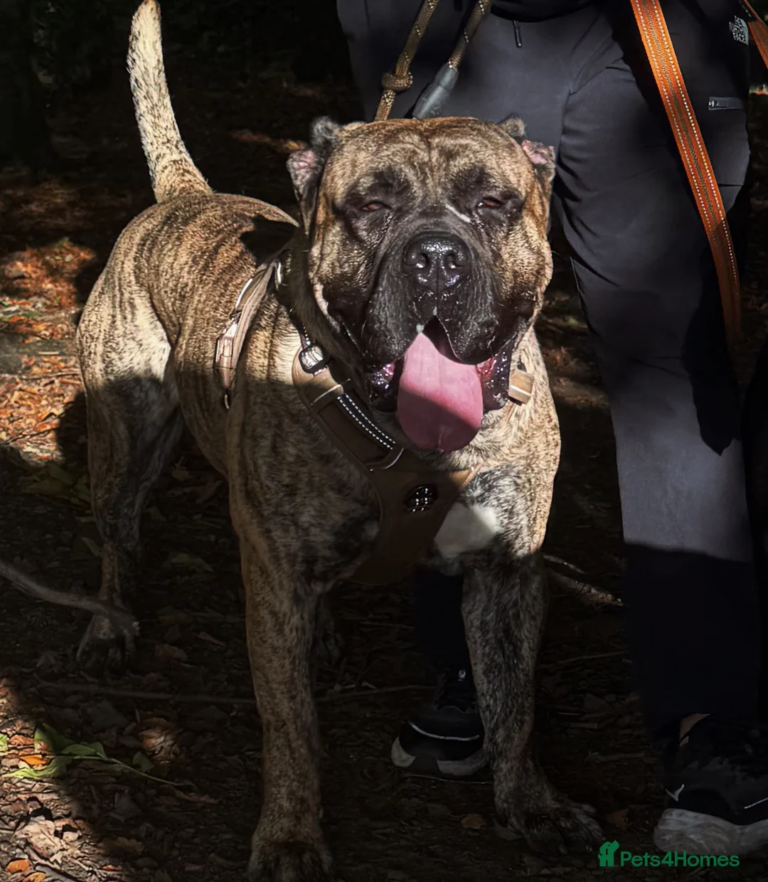 Presa Canario dogs for stud: Presa Canario STUD  in Salford - Advert 1