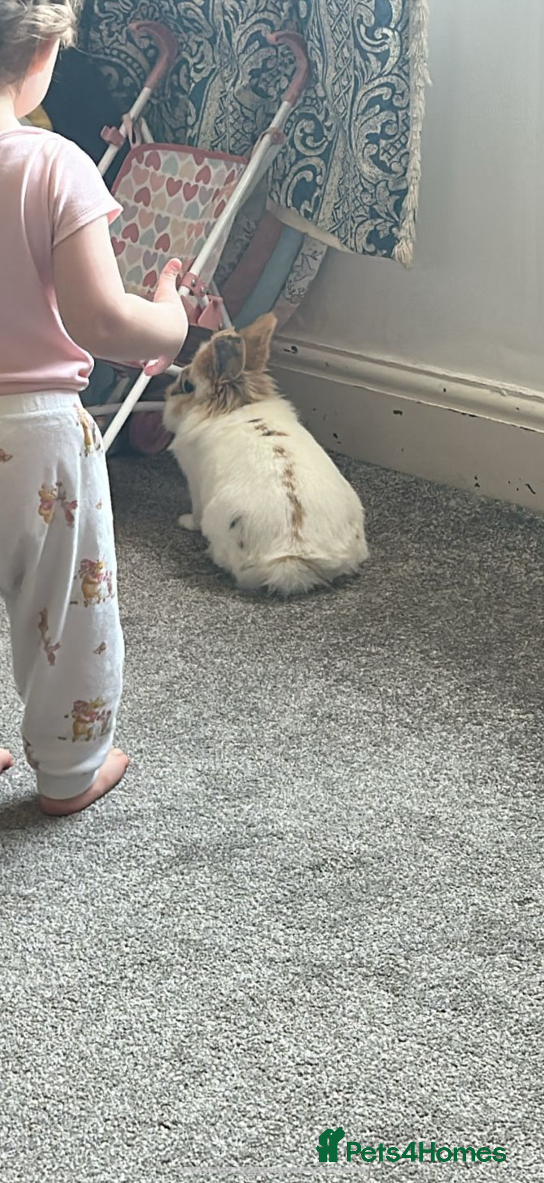 Lionhead rabbits for sale: Lion head rabbit  - Image 4