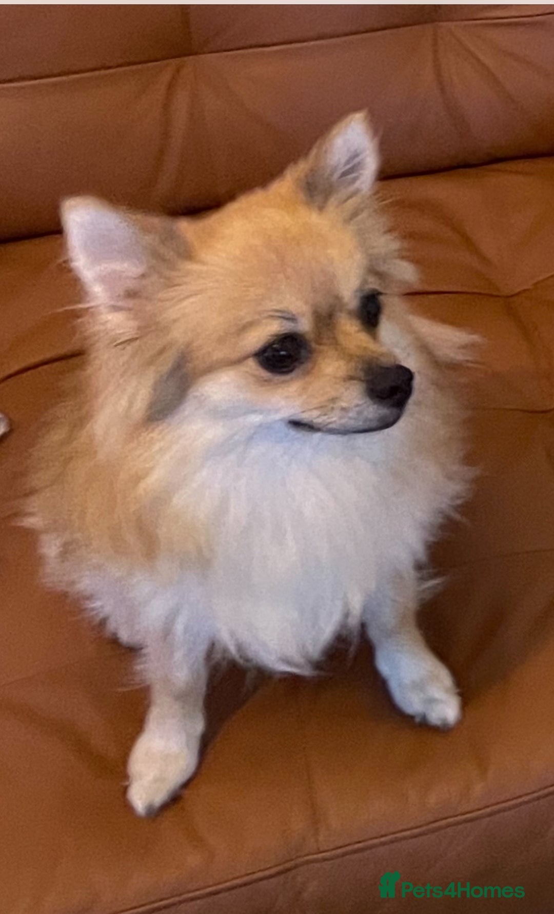 Pomeranian dogs for sale: ✨ Beautiful Healthy Puppy for Sale ✨ - Advert 5