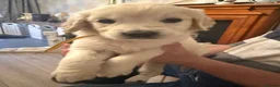 Golden Retriever dogs for sale: 8 beautiful golden retriever puppies - Advert 12