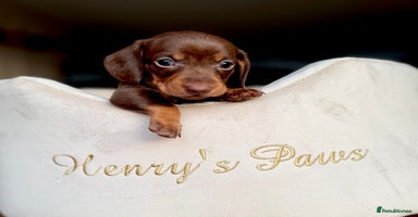 Miniature Dachshund dogs - Advert 2