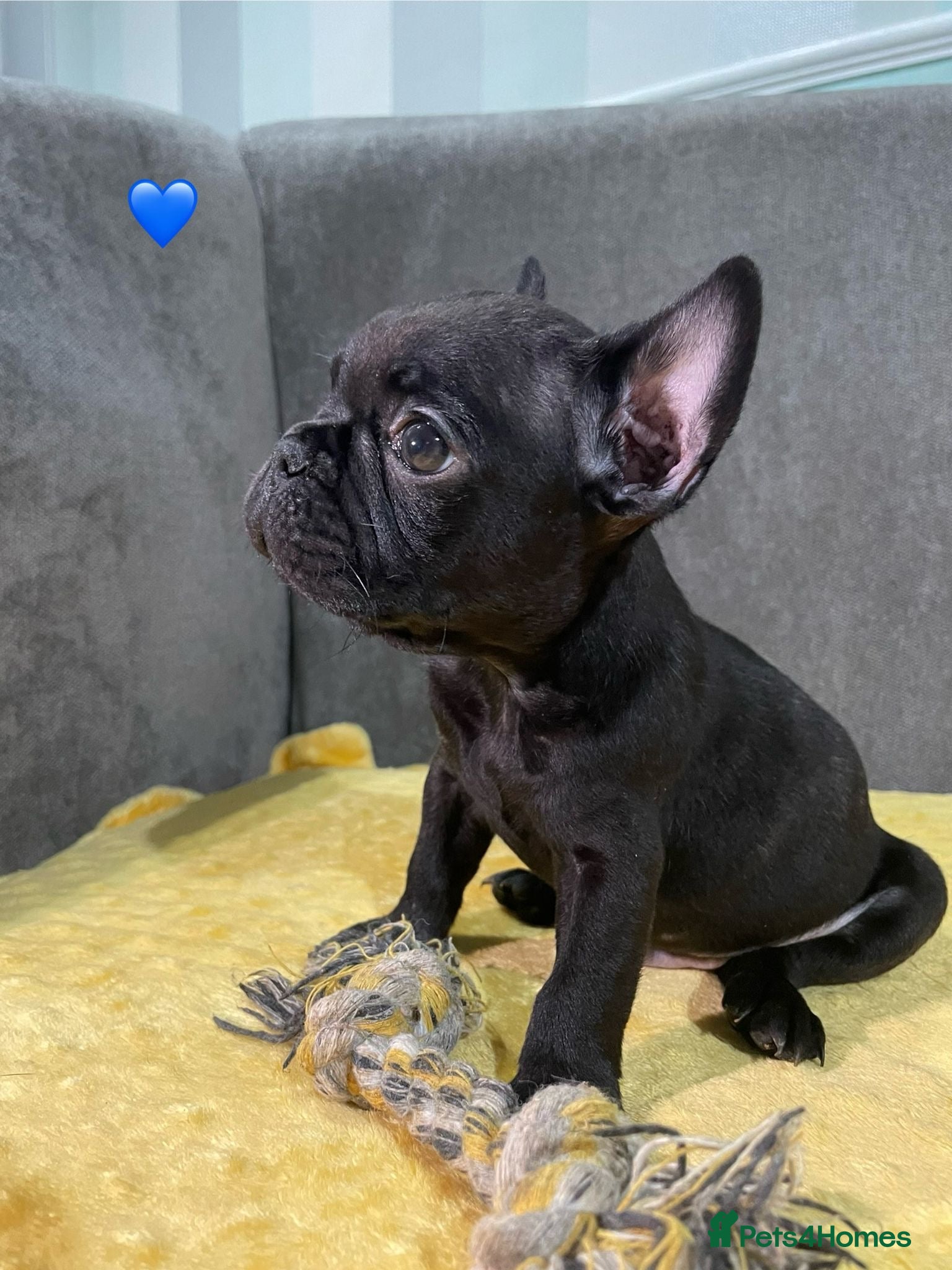 French Bulldog dogs French bulldog puppies - Advert 7