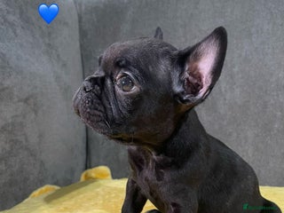 French Bulldog dogs French bulldog puppies - Advert 18