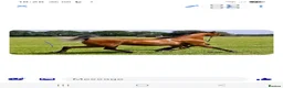 Arabian horse horses for sale: PRYCILLA - Advert 3