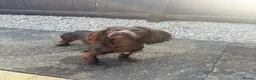 Cocker Spaniel dogs for sale: Cocker Spaniel Bitch 1 years old - Advert 5