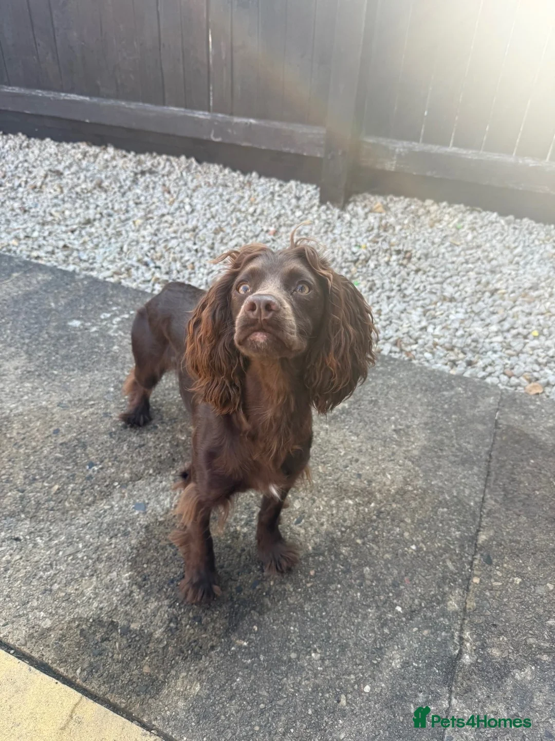 Cocker Spaniel dogs for sale: Cocker Spaniel Bitch 1 years old - Advert 5