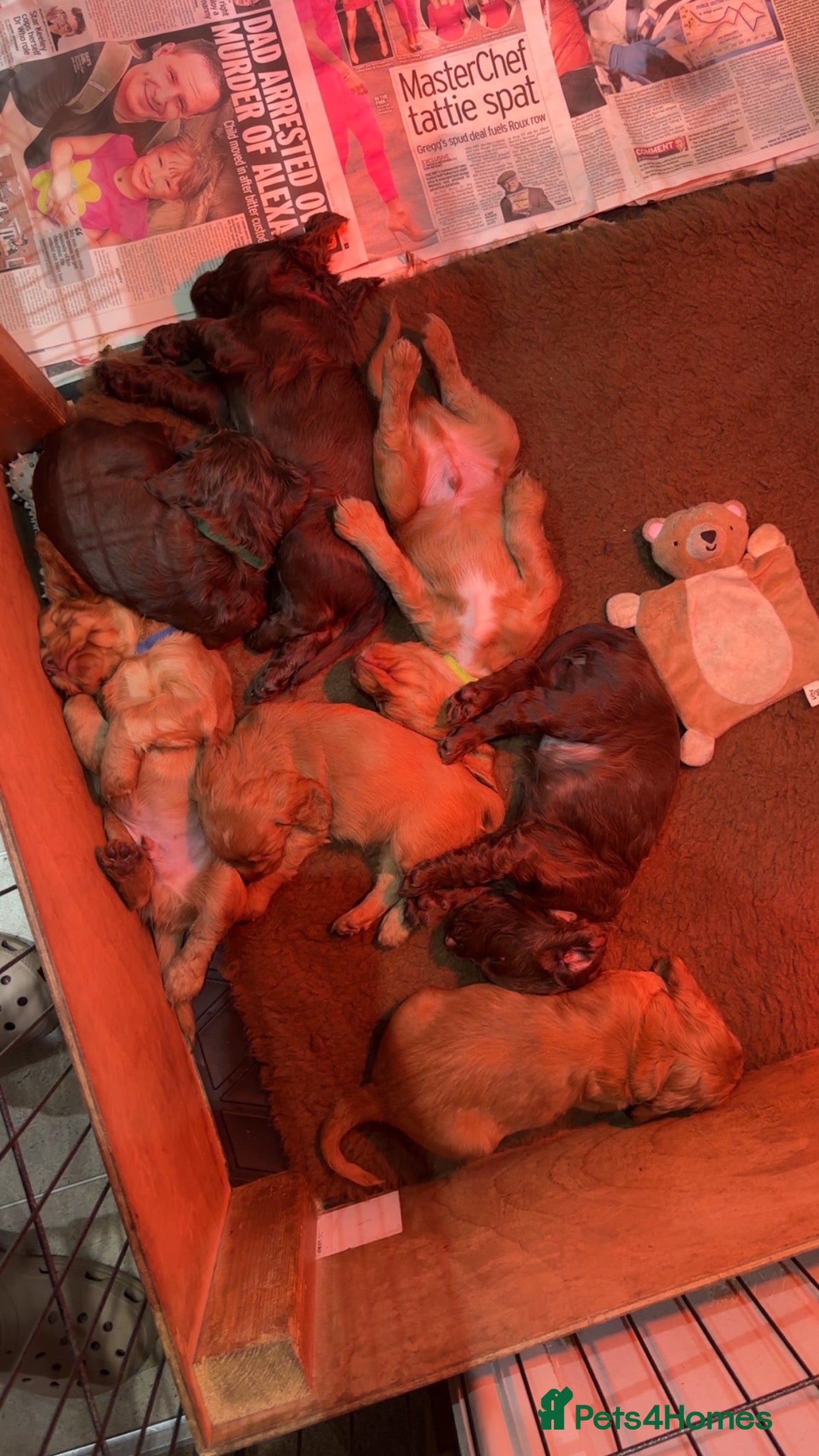 Cocker Spaniel dogs Stunning Cocker Spaniels  - Advert 1