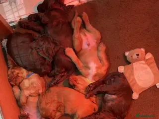 Cocker Spaniel dogs Stunning Cocker Spaniels - Advert 1