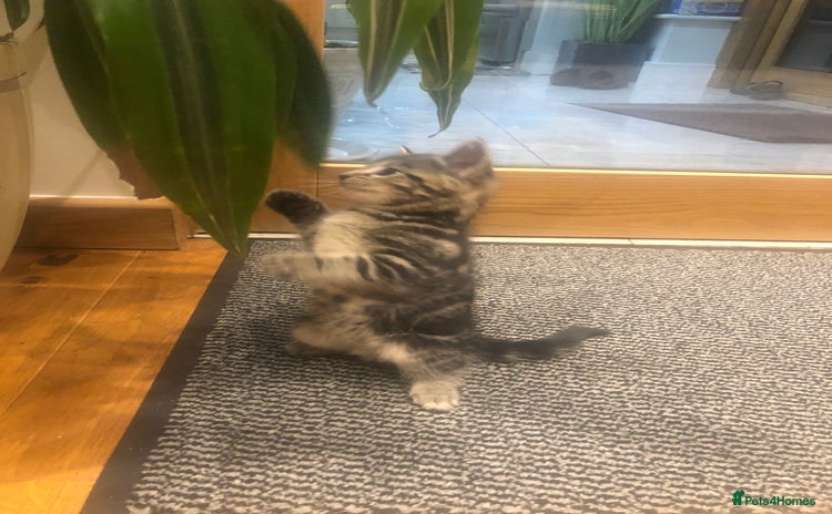 Mixed Breed cats - Advert 2