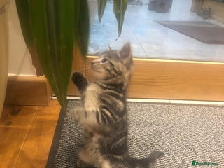 Mixed Breed cats - Advert 15