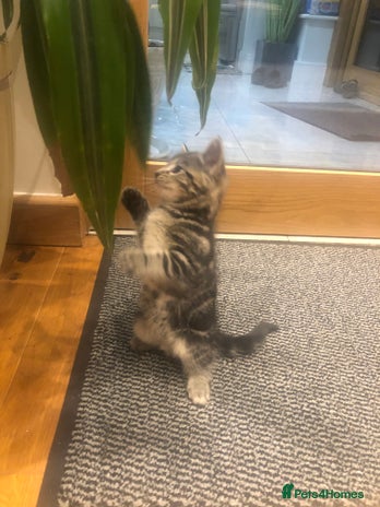 Mixed Breed cats - Advert 2