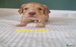 Cocker Spaniel dogs for sale: Beautiful cocker spaniel puppies - Image 27