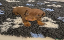 Miniature Dachshund dogs for sale: Outstanding miniature dachshund babies  - Image 5