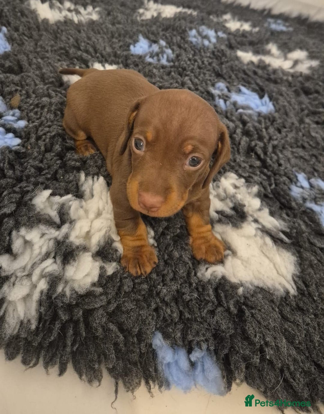 Miniature Dachshund dogs for sale: Outstanding miniature dachshund babies  - Image 5
