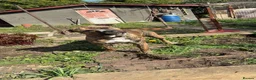 Mixed Breed dogs for sale: Be 10 months old on the 18th staff x boxer - Advert 5