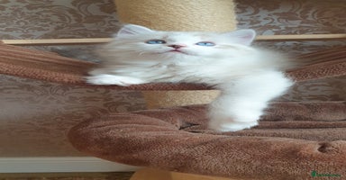 Ragdoll cats - Advert 16