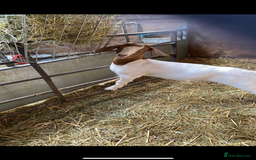 Goats livestock for sale: Boer Kids - This year   - Image 6