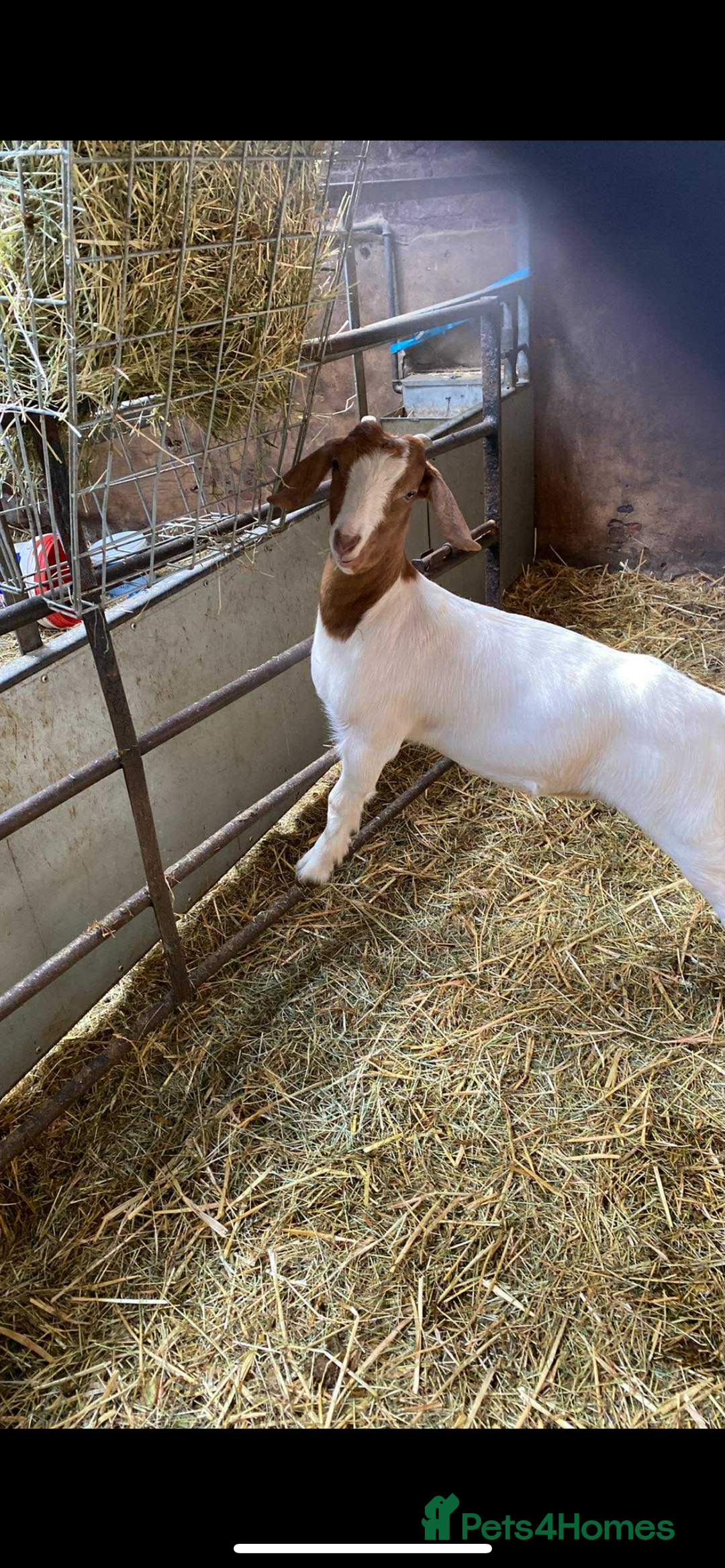 Goats livestock for sale: Boer Kids - This year   - Image 6