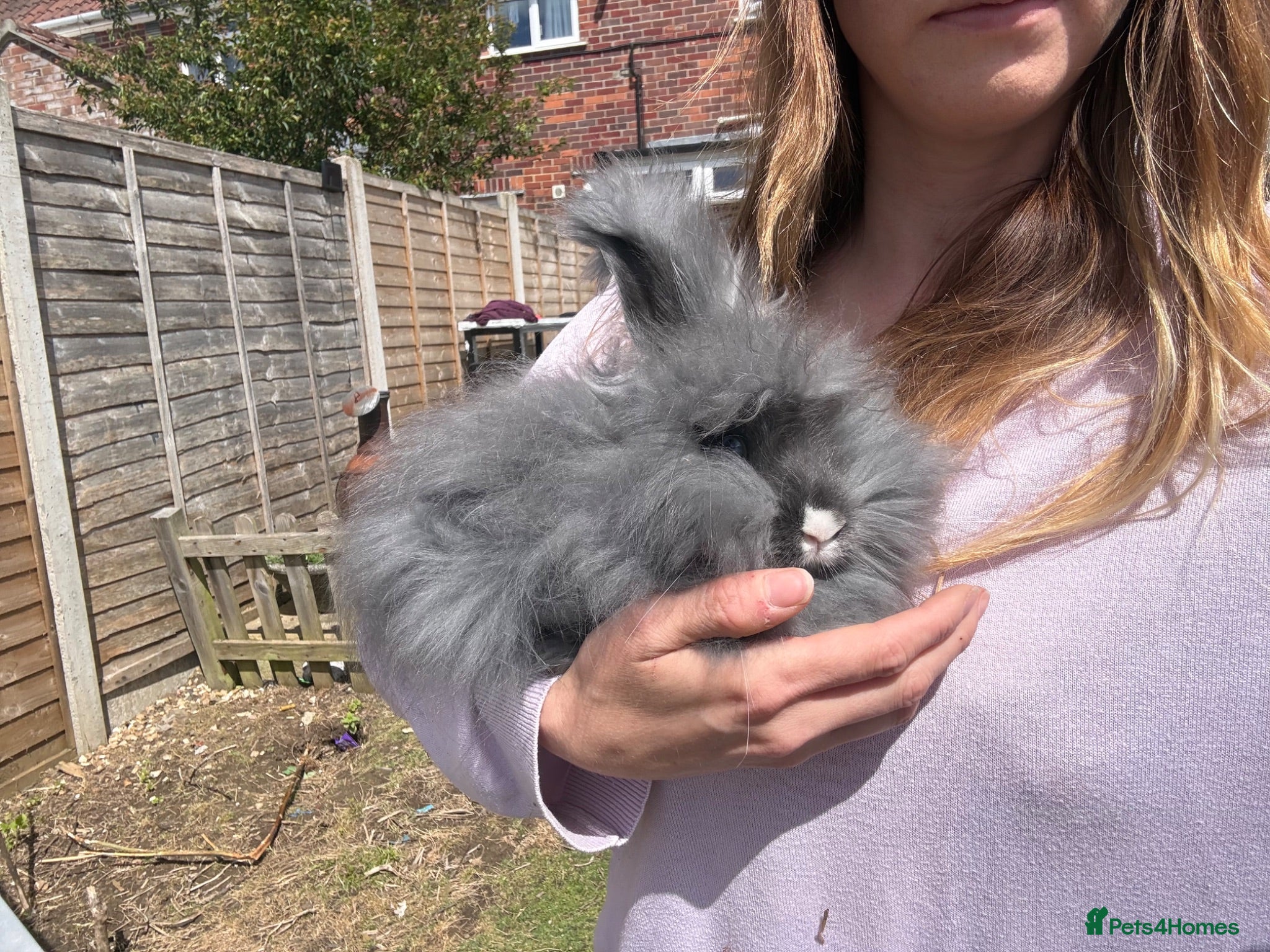 Angora rabbits Angora buck looking for a new home - Advert 11