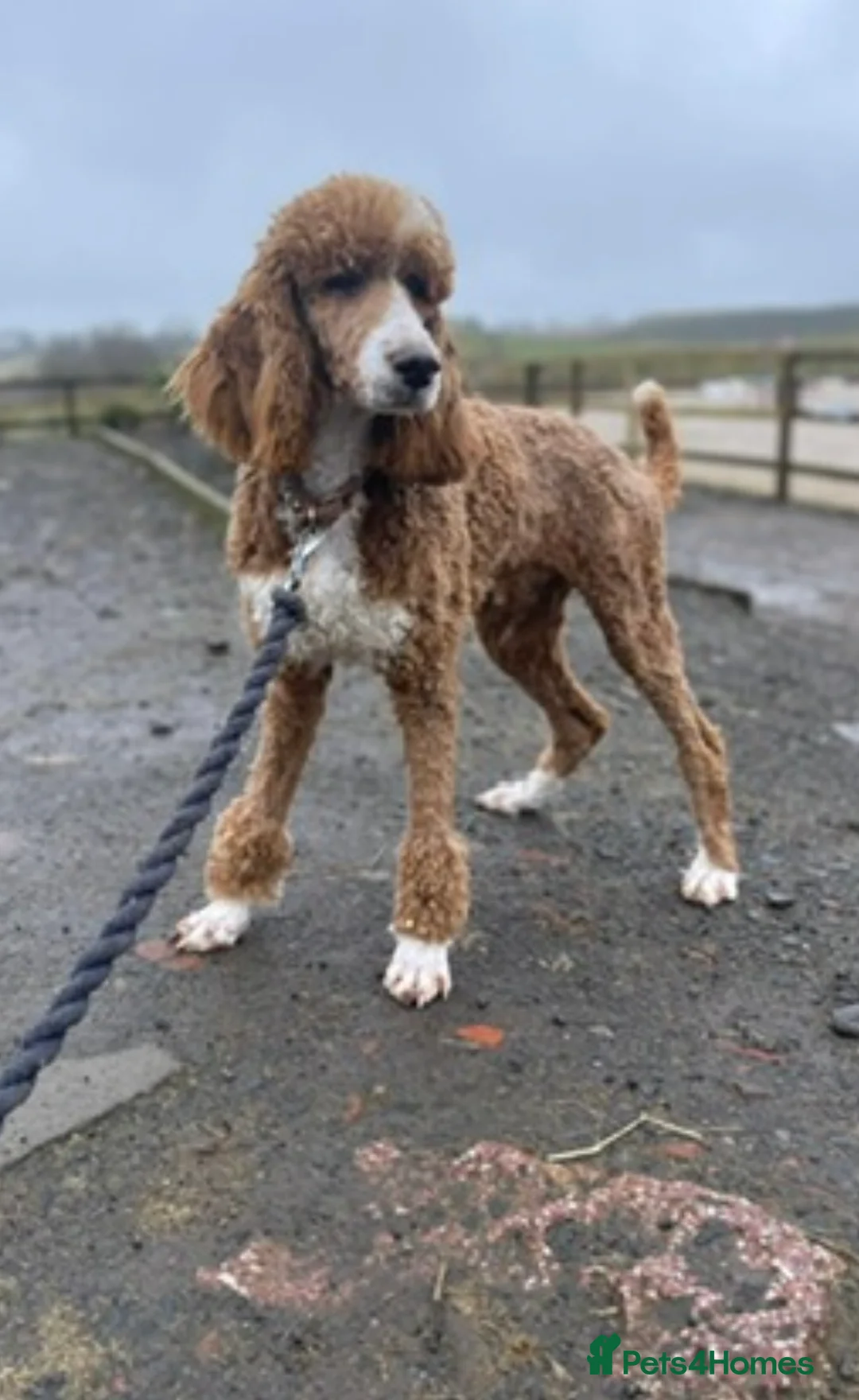 Goldendoodle dogs for sale: Big chunky doodles looking for homes  - Advert 5