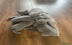 British Shorthair cats for sale: Full British blue shorthair  - Image 4