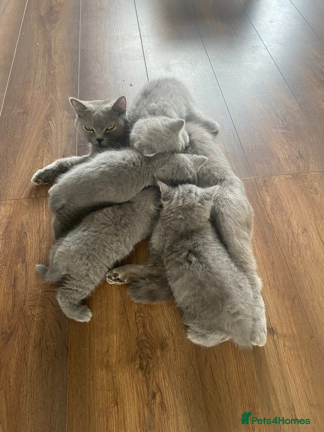 British Shorthair cats for sale: Full British blue shorthair  - Image 4