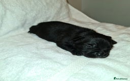 Staffordshire Bull Terrier dogs for sale: Adorable champion bred black staffys puppy's  - Image 5