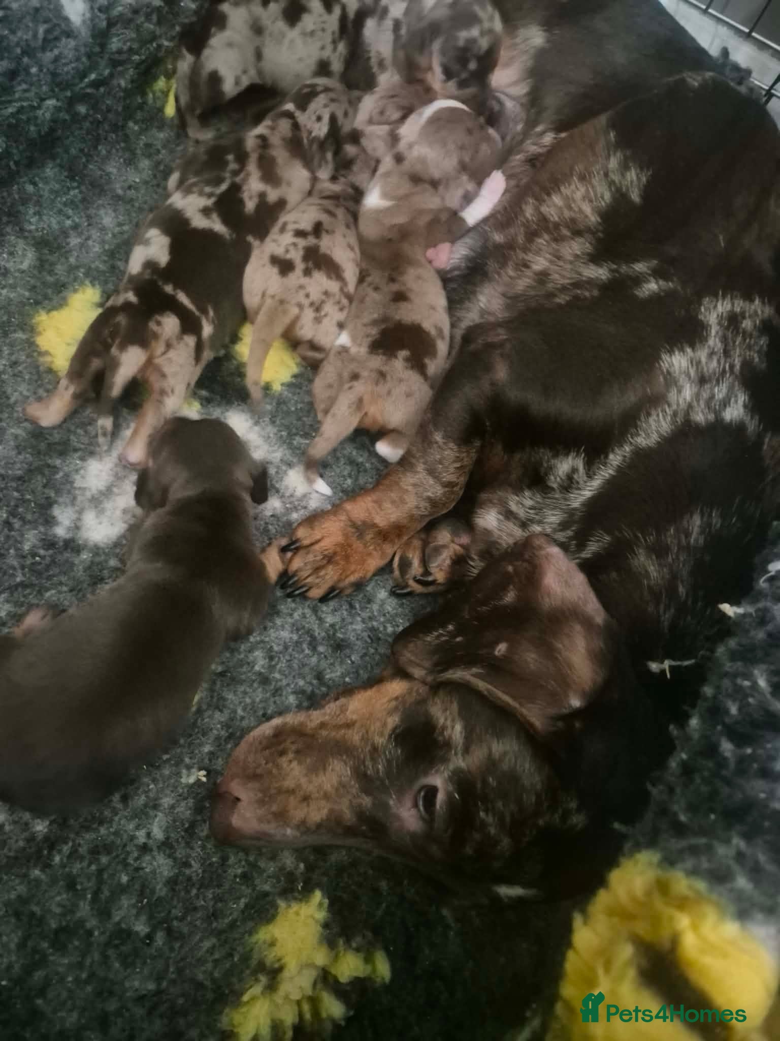 Miniature Dachshund dogs Miniature Dachshund  - Advert 13