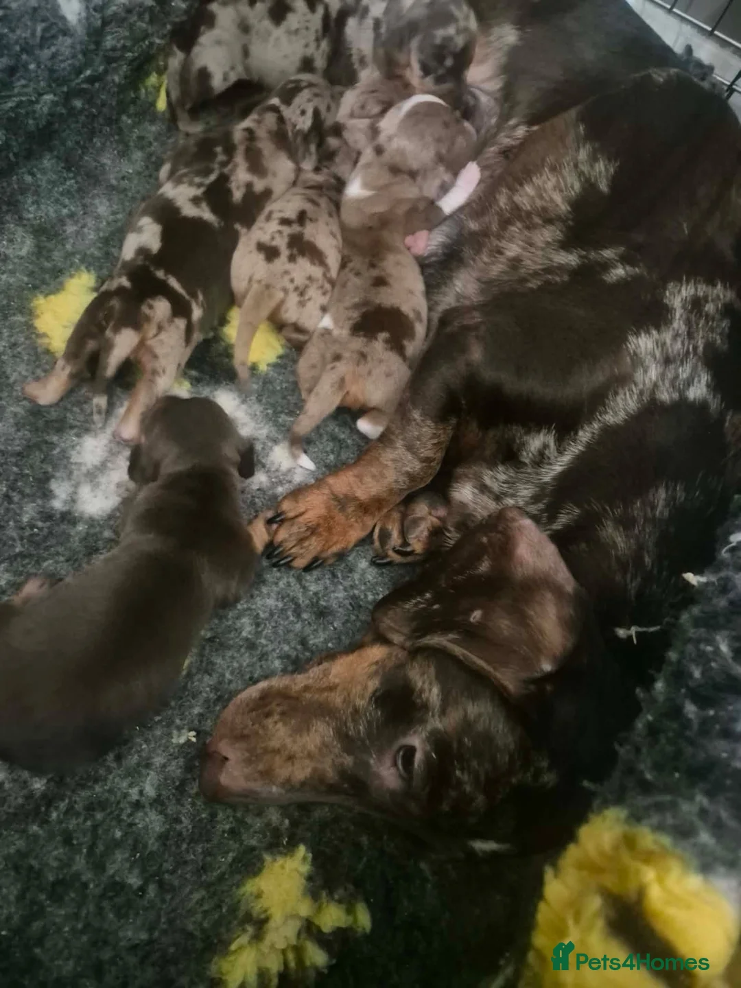 Miniature Dachshund dogs for sale: Miniature Dachshund  - Advert 1