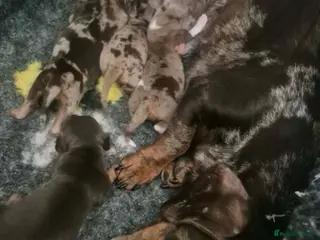 Miniature Dachshund dogs Miniature Dachshund - Advert 13