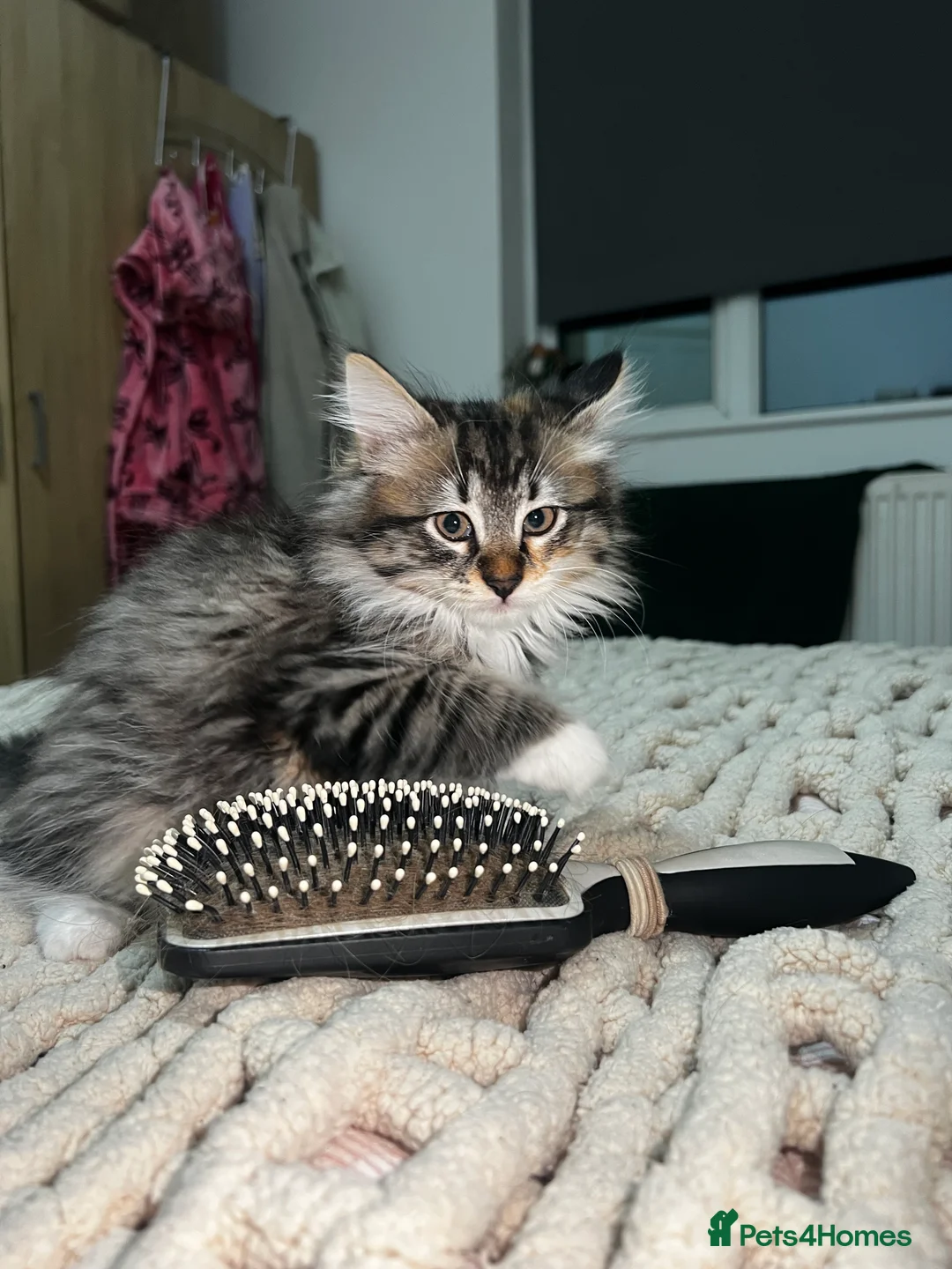 Siberian cats for sale: Beautiful Siberian mix kittens  - Advert 6