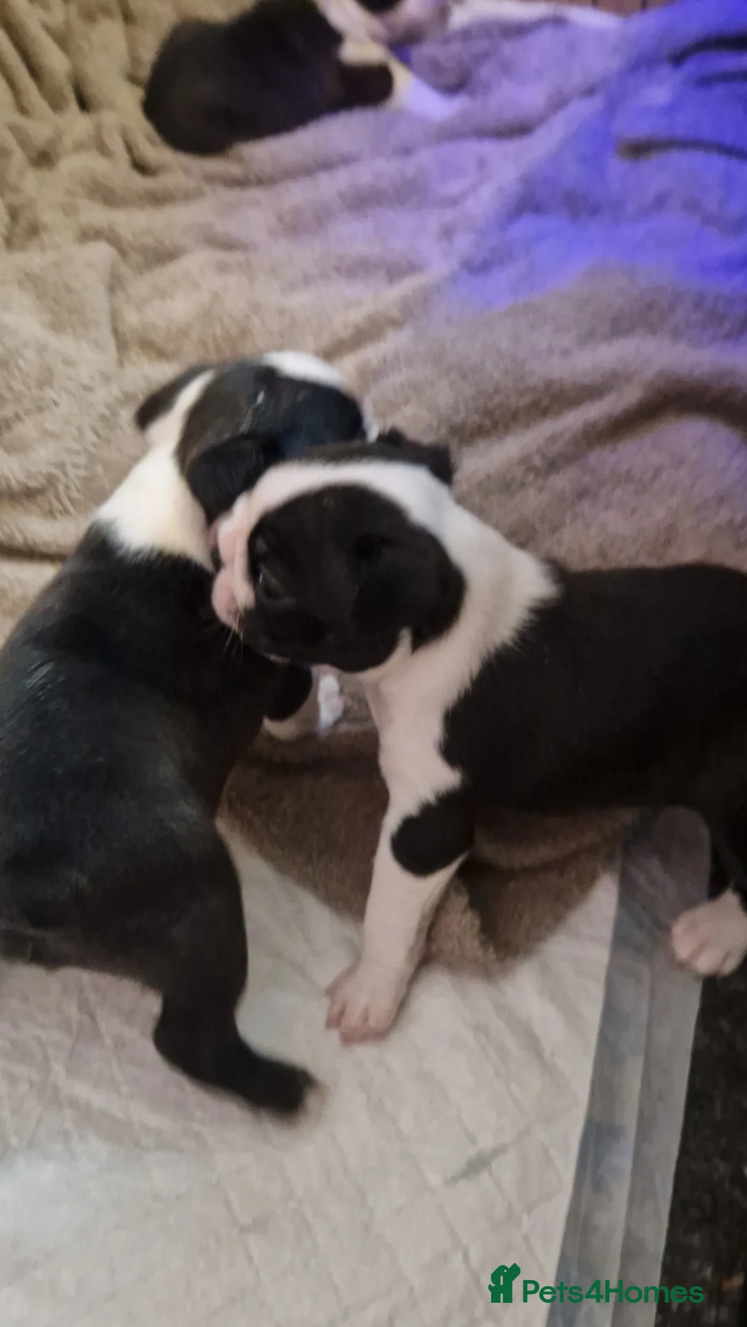 Boston Terrier dogs for sale: Boston Terrier puppy for sale.  - Advert 3