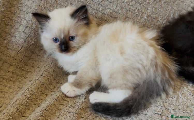 Ragdoll cats - Advert 2