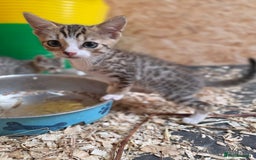 Bengal cats for sale: Bengal cross kittens - Image 5