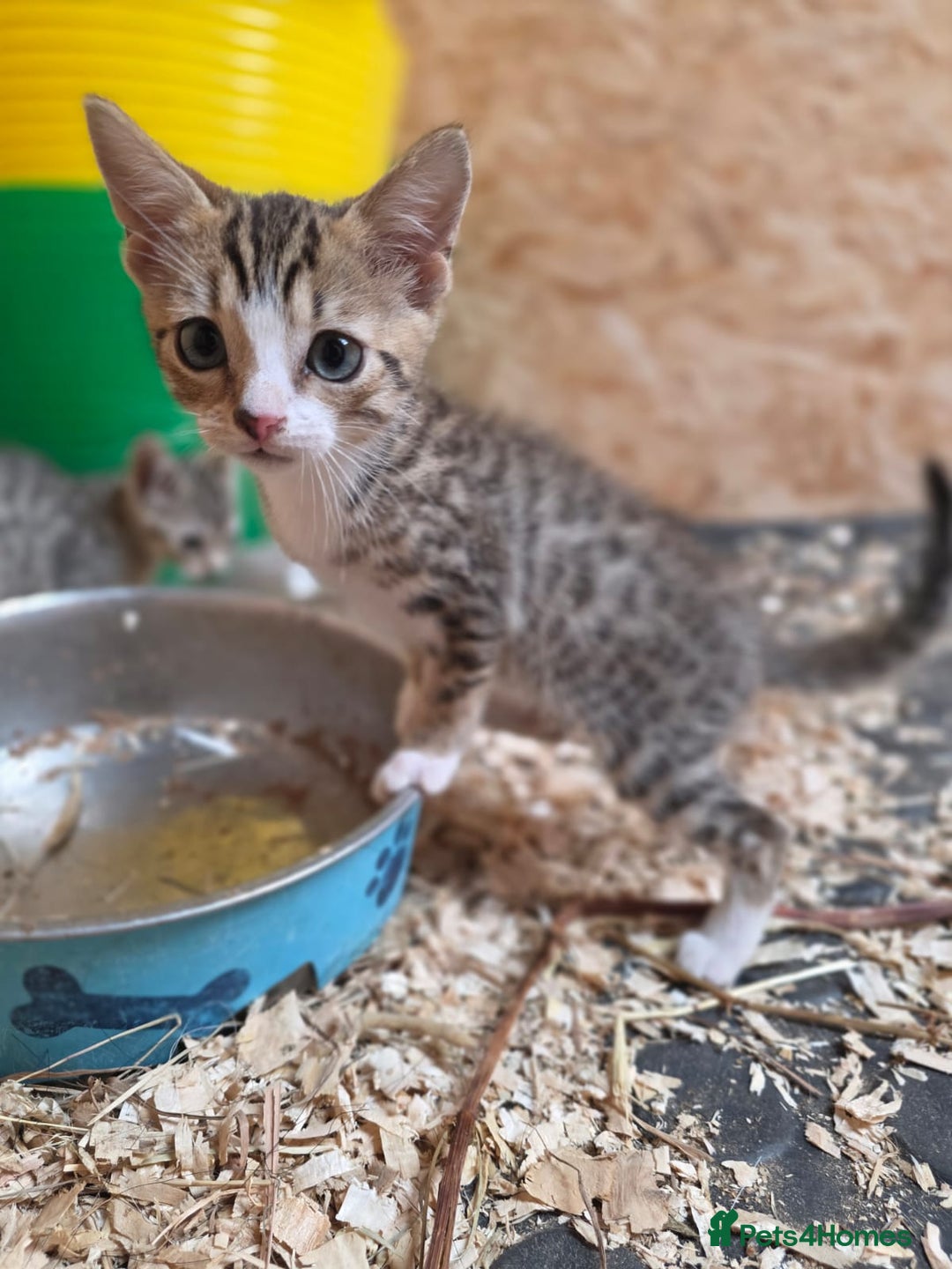Bengal cats for sale: Bengal cross kittens - Image 5