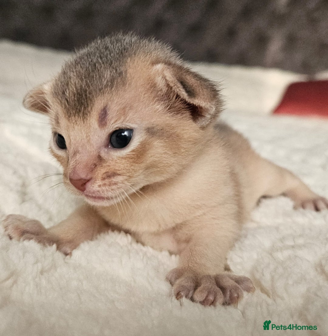 Abyssinian cats for sale: Abyssinian  - Advert 10