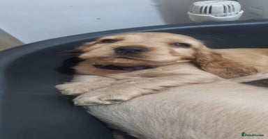 Cocker Spaniel dogs - Advert 1